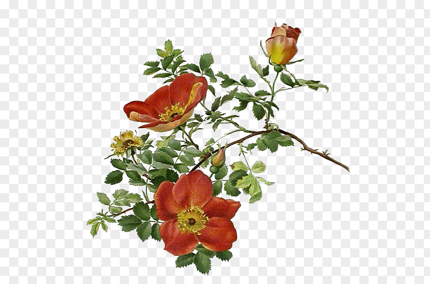 Rose Garden Roses 花朵的秘密生命: 一朵花的自然史 Decoupage Flower PNG