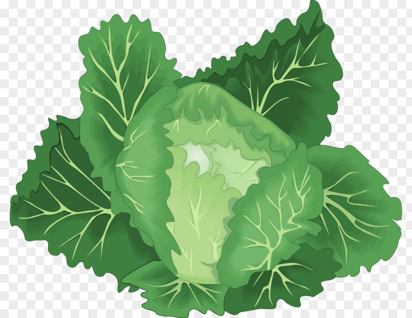 Vegetables Leaf Vegetable Chinese Cabbage Clip Art PNG