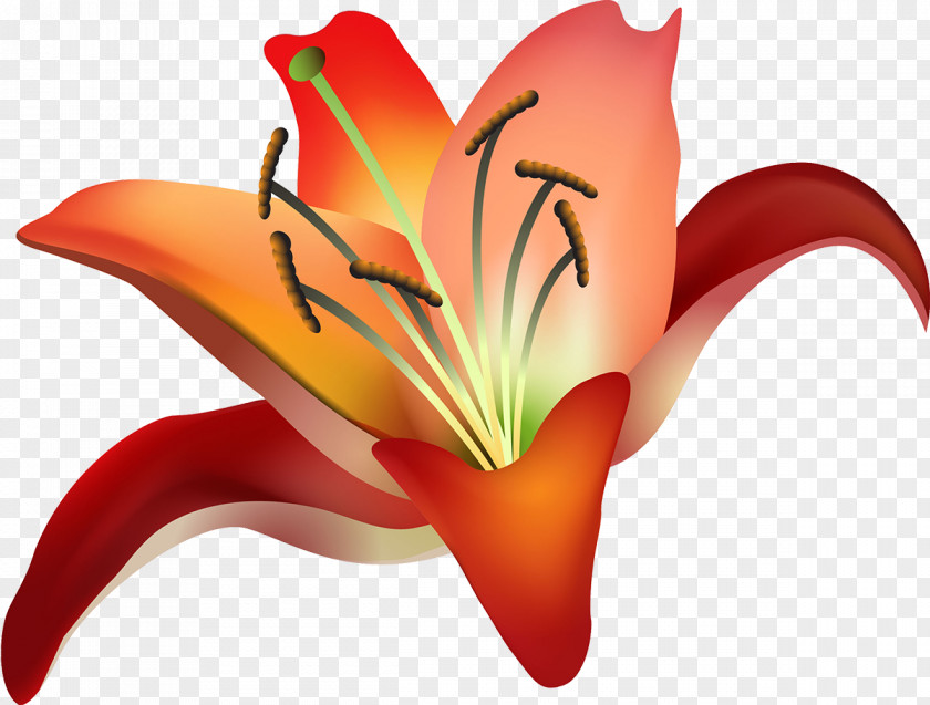 103 Hippeastrum Amaryllis Belladonna Cut Flowers Plant Stem Close-up PNG