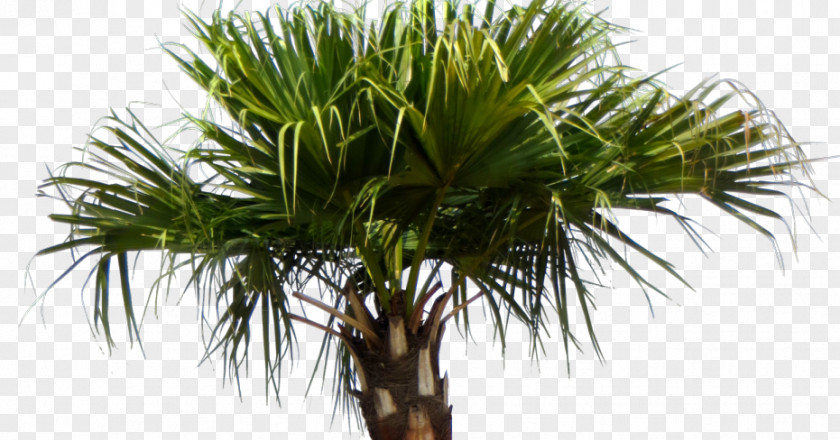 Chinese Plant Asian Palmyra Palm Livistona Chinensis Arecaceae Babassu Tree PNG