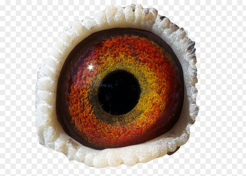 Eye Iris Download PNG