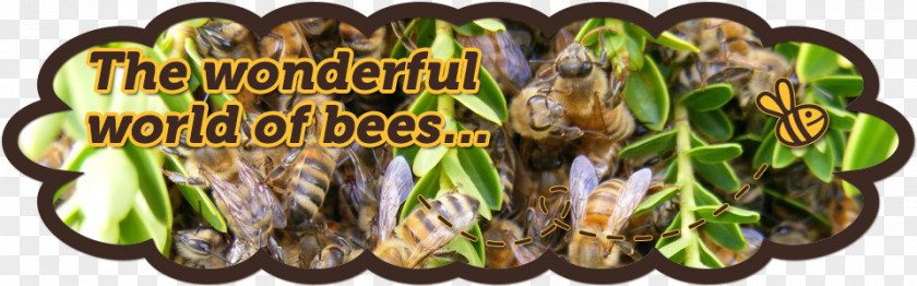 Honeybee Venom Honey Bee Pollen Worker Beehive PNG