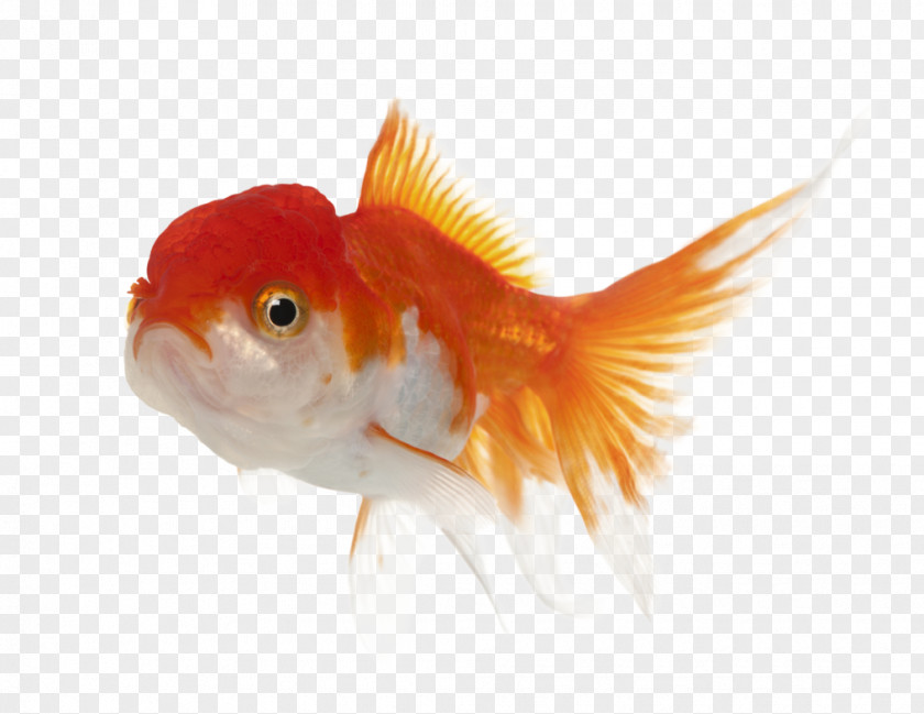 Lion Lionhead Oranda Common Goldfish Koi PNG