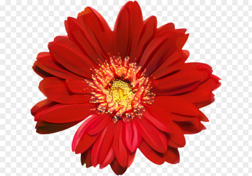 Transvaal Daisy Chrysanthemum Cut Flowers Petal PNG