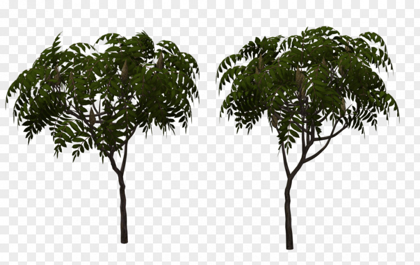 Tree Branch Rhus Typhina Art PNG