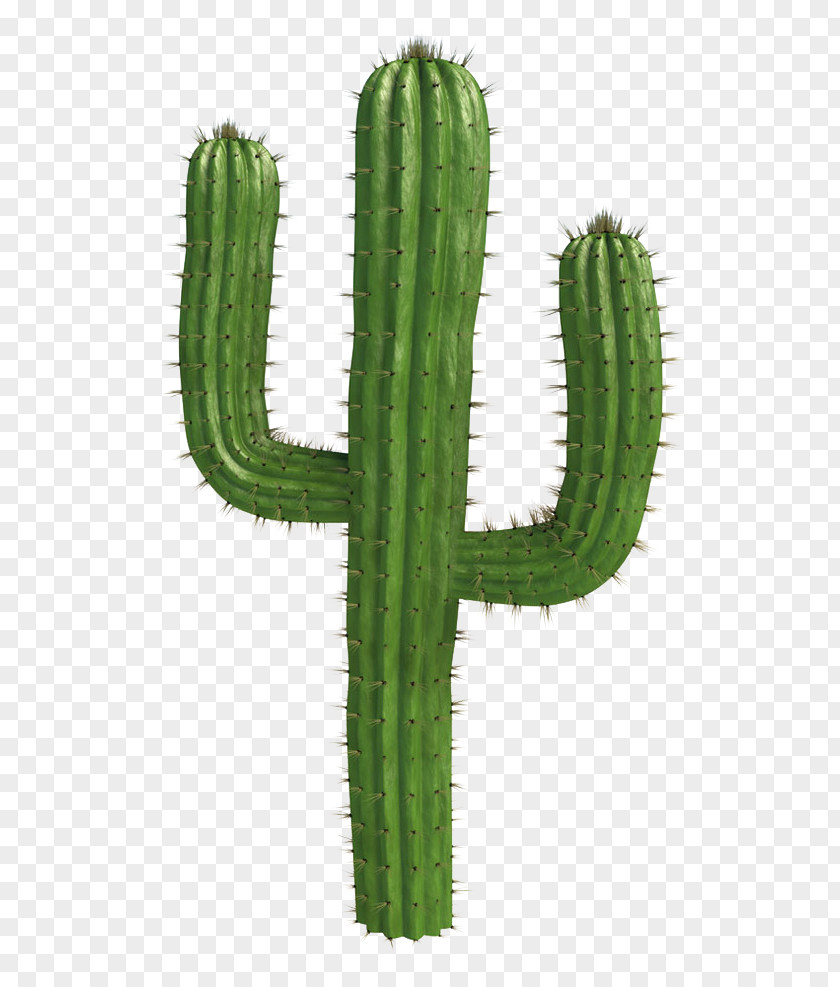 Cactus . Saguaro National Park Cactaceae Desert Clip Art PNG