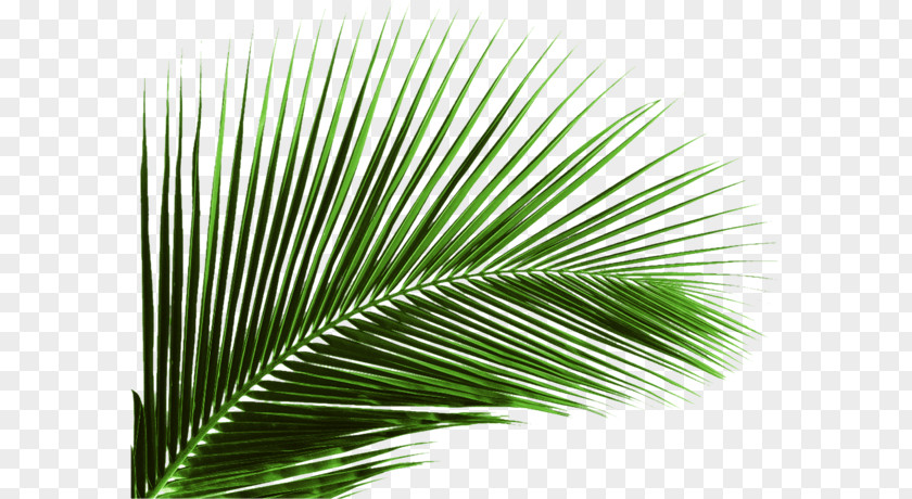 Coconut Leaves Arecaceae Leaf Plant Areca Palm PNG