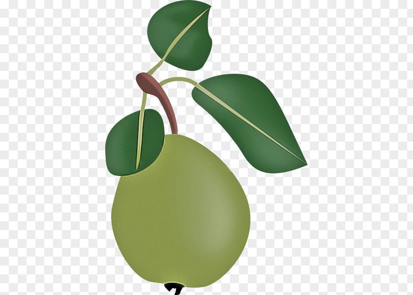 Leaf Fruit Plant Structure Science PNG