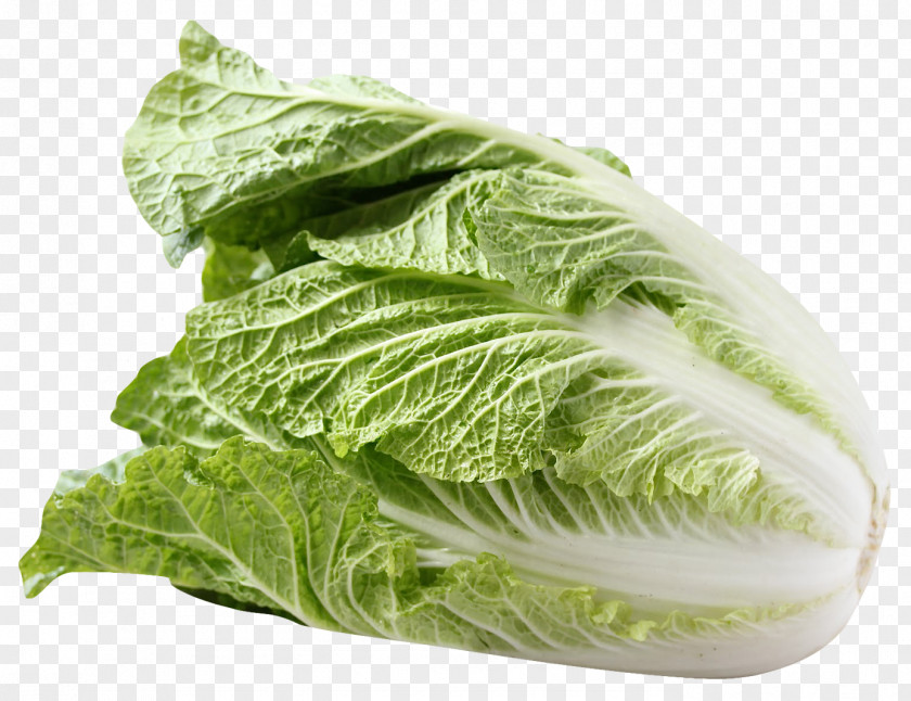 Napa Cabbage Red Salad Vegetable PNG