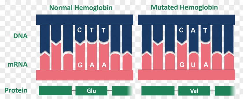 Sickle Cell Disease Glycated Hemoglobin Point Mutation PNG