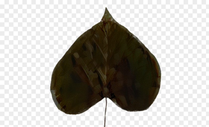 Anthurium Plant Leaf PNG