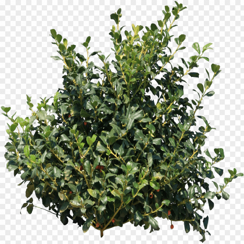 Holly Bush PNG Bush, green leaf plant clipart PNG