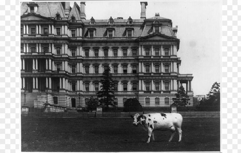 White House Cattle Executive Office Building Dog Pauline Wayne PNG