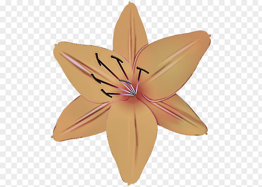 Lily Paper Origami PNG