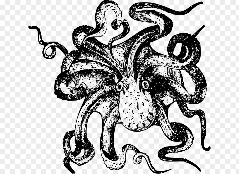 Octopus Drawing Marine Invertebrates Sea Monster Clip Art PNG