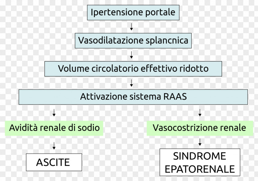 Physiology Hepatorenal Syndrome Ascites Kidney Failure Creatinine PNG