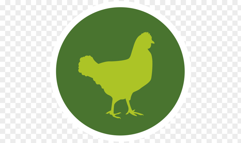 Poultry And Livestock Chicken Meat Poeliersbedrijf Zeevla Red PNG