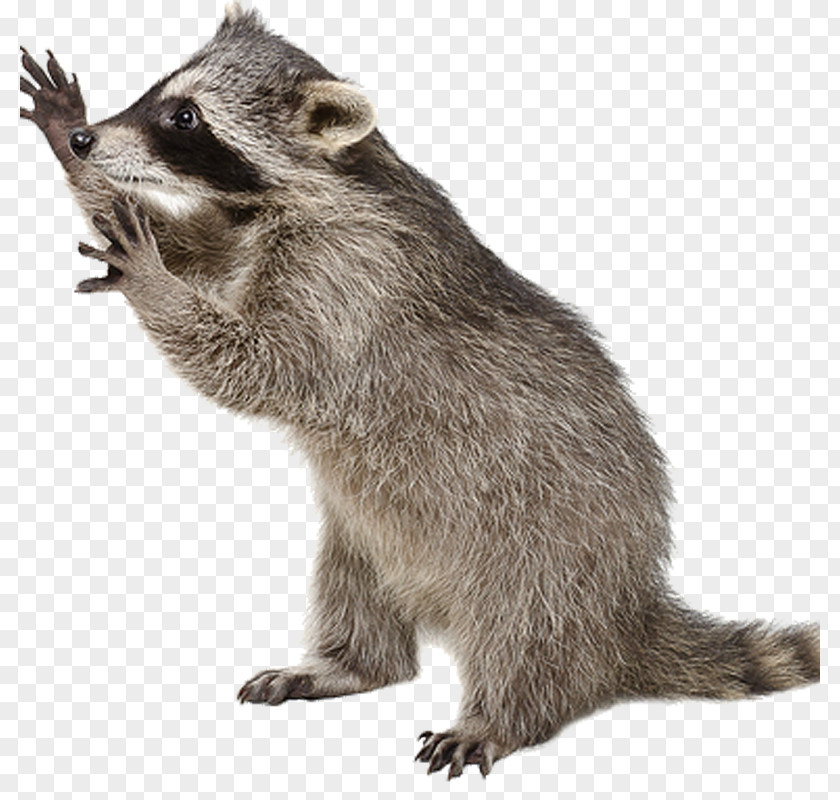 Raccoon Stock Photography Cat Viverrids Royalty-free PNG