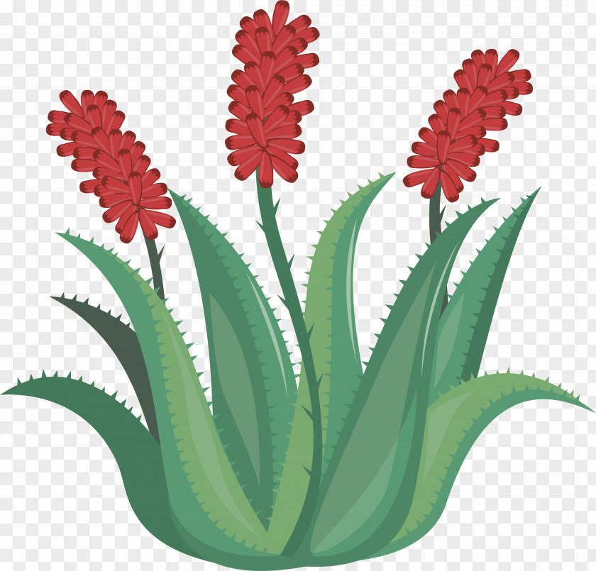 Red Aloe Flowers Vera Euclidean Vector Flower PNG