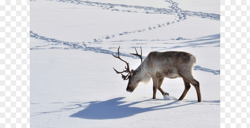 Reindeer Santa Claus Boreal Woodland Caribou Deer Dog Animal Track PNG