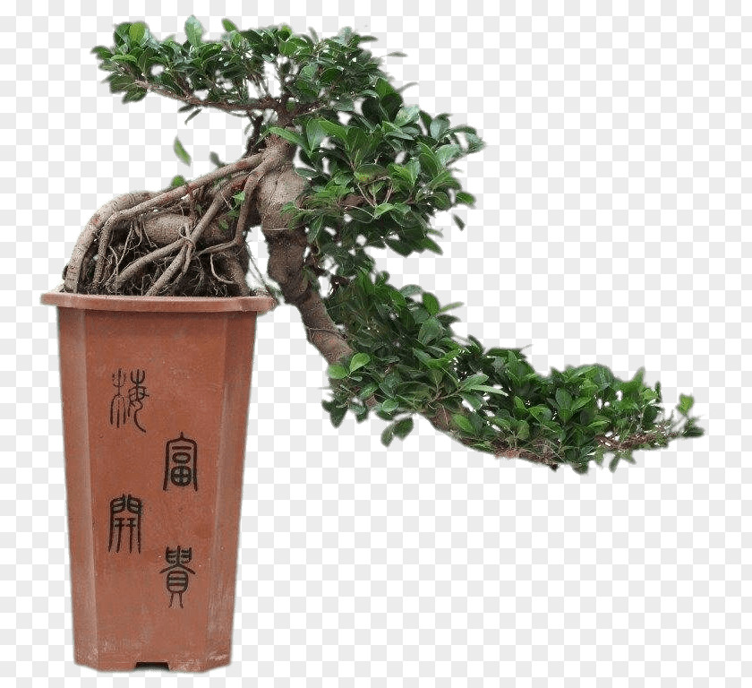 Tree Chinese Sweet Plum Ficus Retusa Bonsai Flowerpot PNG