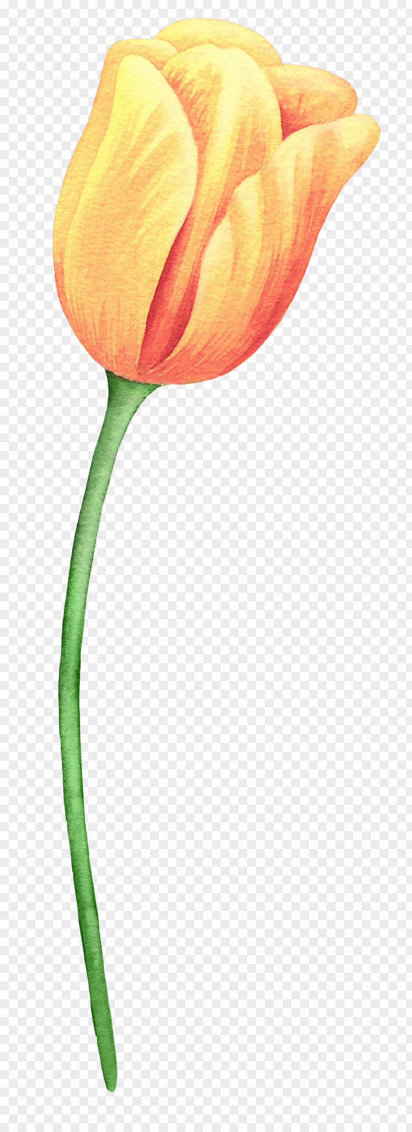 Tulip Flower Painting PNG