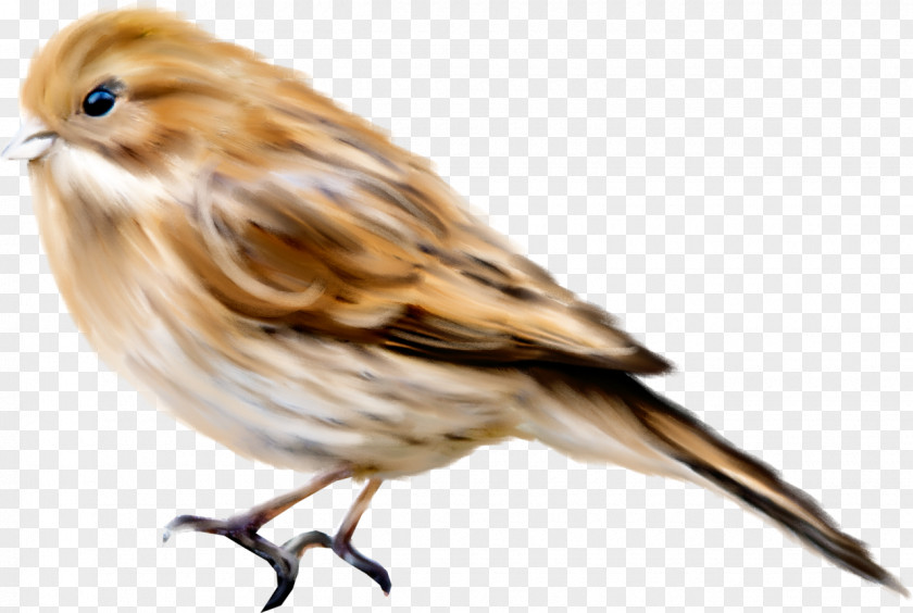 Birds Bird Computer File PNG