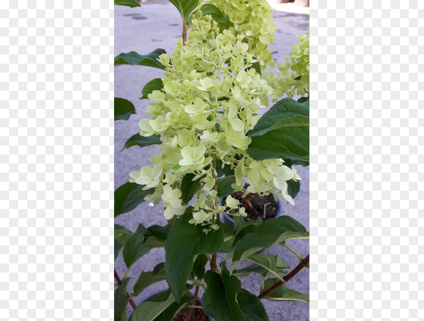 Flower Lilac PNG