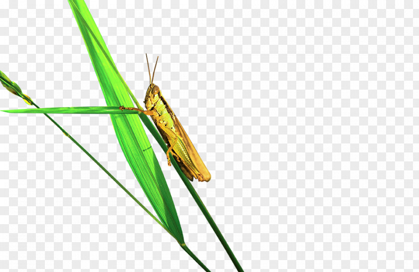 Grasshopper Caelifera PNG