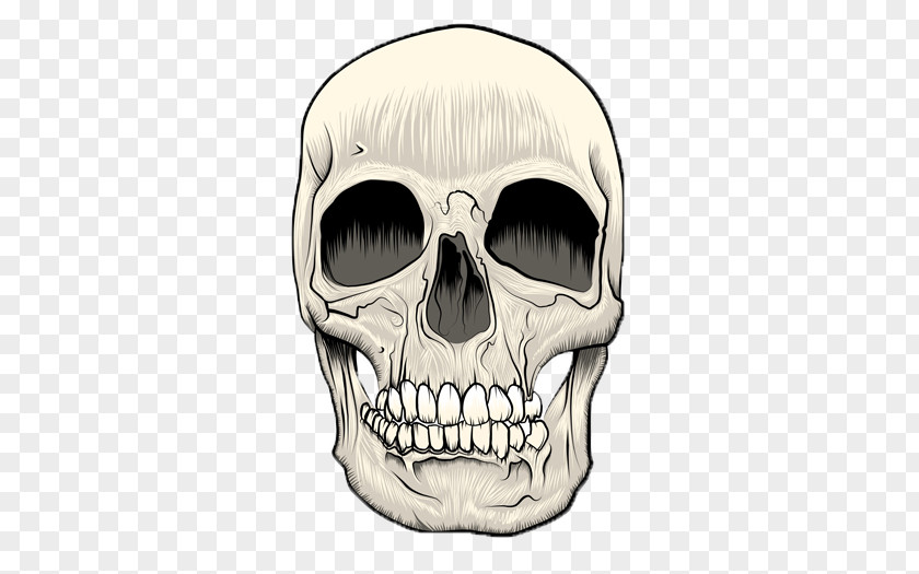 Skull Technical Illustration PNG