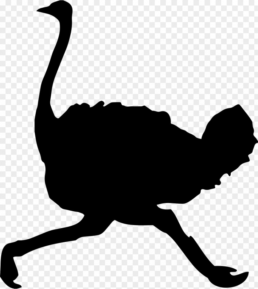 Bird Common Ostrich Clip Art Vector Graphics Silhouette PNG