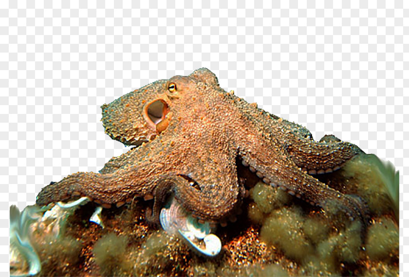 Blue Squid Octopus Cephalopod Ocean Sea PNG