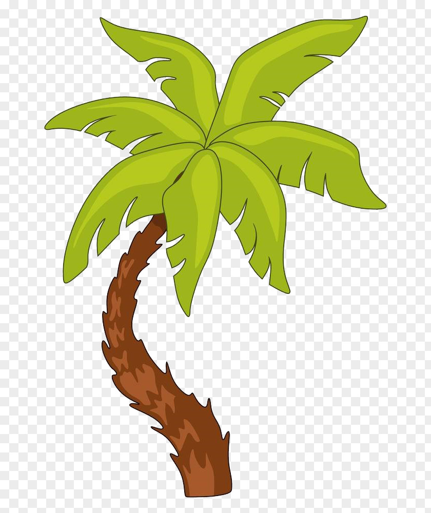 Coconut Illustrations Arecaceae Tree Photography Illustration PNG