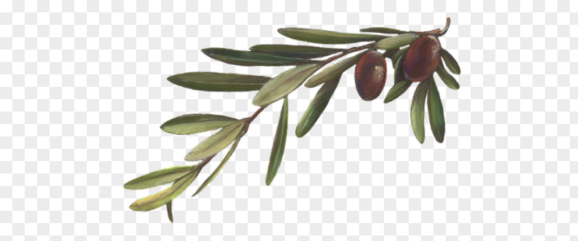 Plant Olive Branch Mirror Oil Leaf PNG