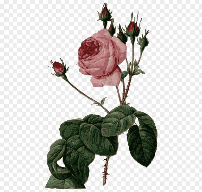Rosa Centifolia Les Roses Pierre-Joseph Redouté (1759-1840) Cabbage Rose Liliacées PNG
