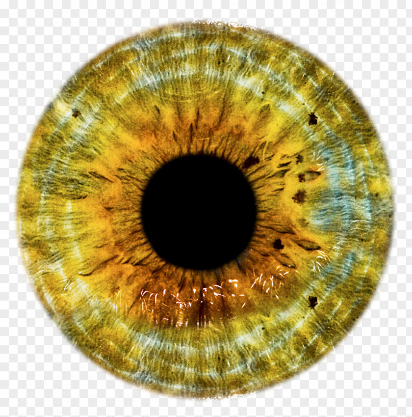 Eyes Eye Lens Clip Art PNG