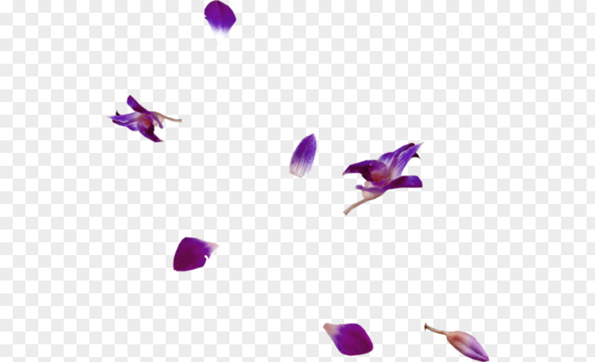 Flower Petal Leaf PNG