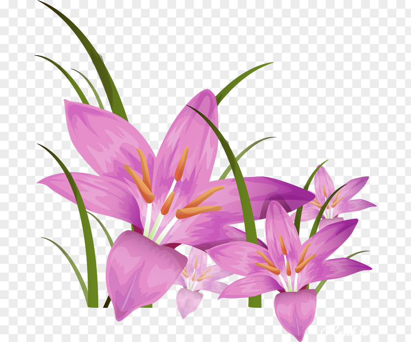 Flower Stock Photography Clip Art PNG