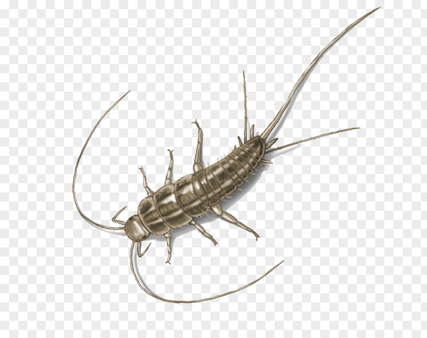 Insect Silverfish Pest Control House Centipede PNG