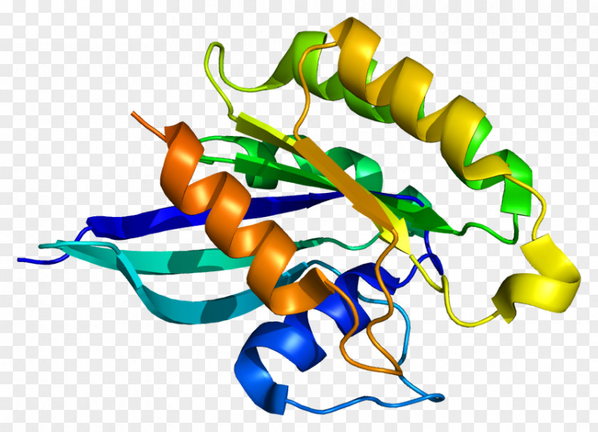 RAB22A Gene Protein Human RAB31 PNG