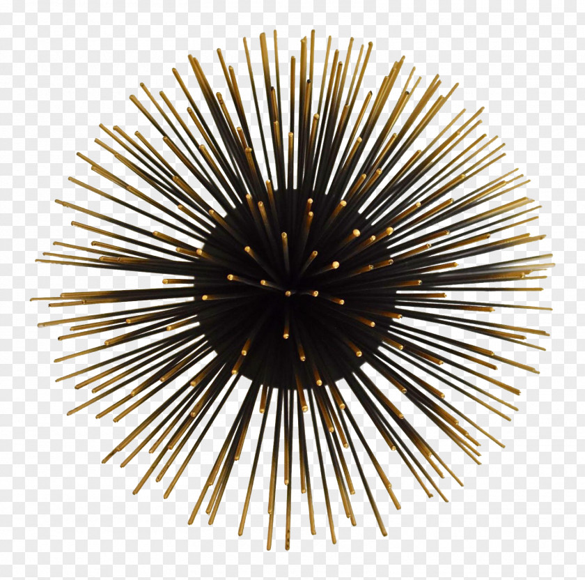 Sea Urchin Wall Tripneustes Depressus Black Candles Art PNG