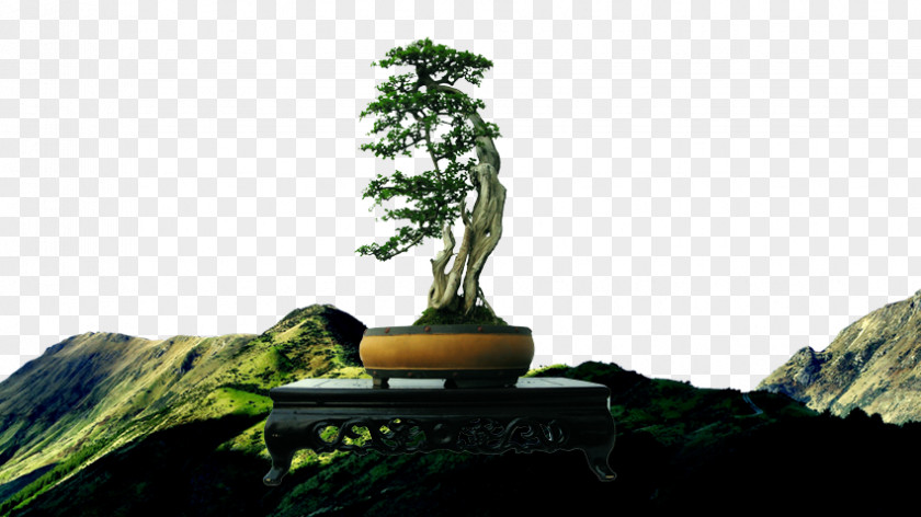 Background Pine Mountain Bonsai Tree PNG