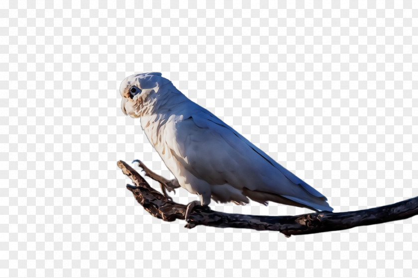 Parrot Parakeet Bird Beak PNG