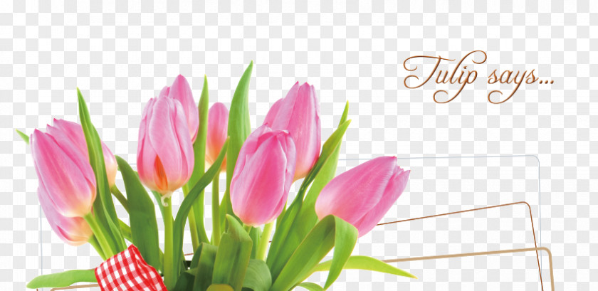 Beautiful Tulips Tulip Floral Design Mothers Day Happiness PNG