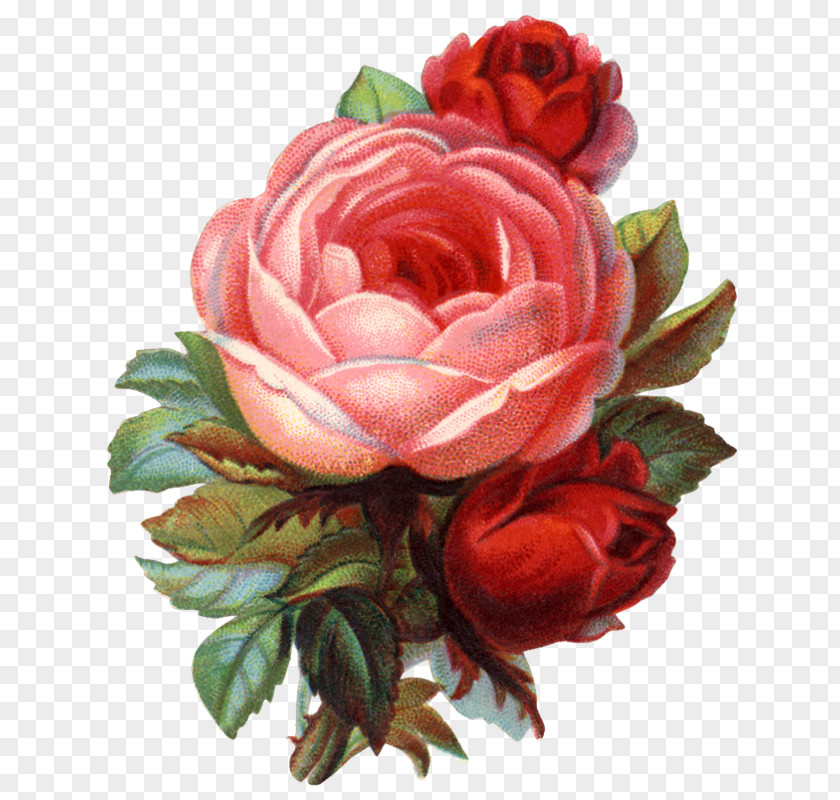 Flower Garden Roses Cabbage Rose Floribunda Floral Design PNG