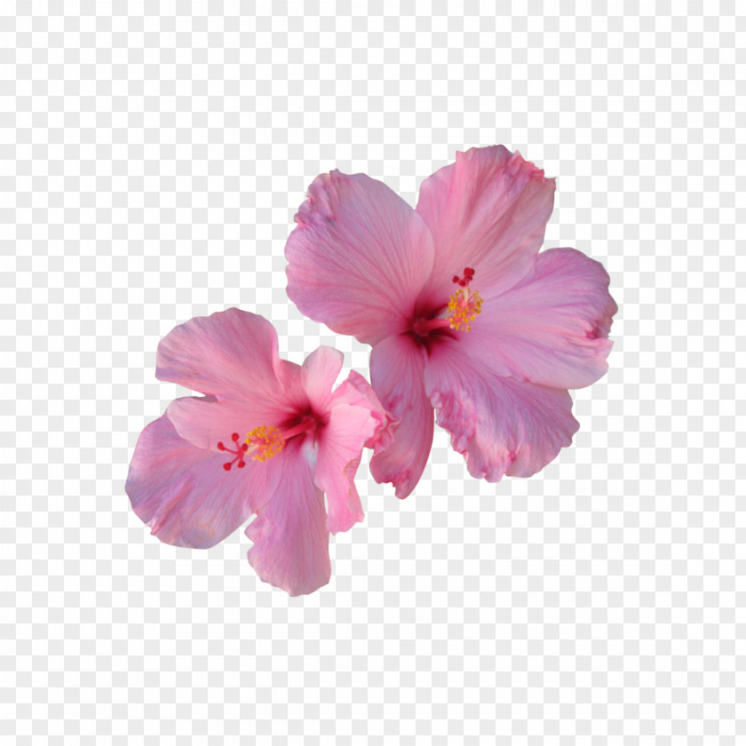Flower Shoeblackplant Clip Art Pink Flowers PNG