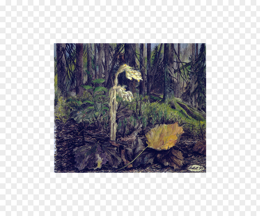 Hemming Post Cards SKIMRAGÅRDEN Rainforest Biome PNG