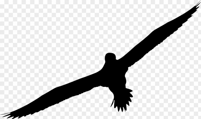 Kite Wing Bird Beak PNG