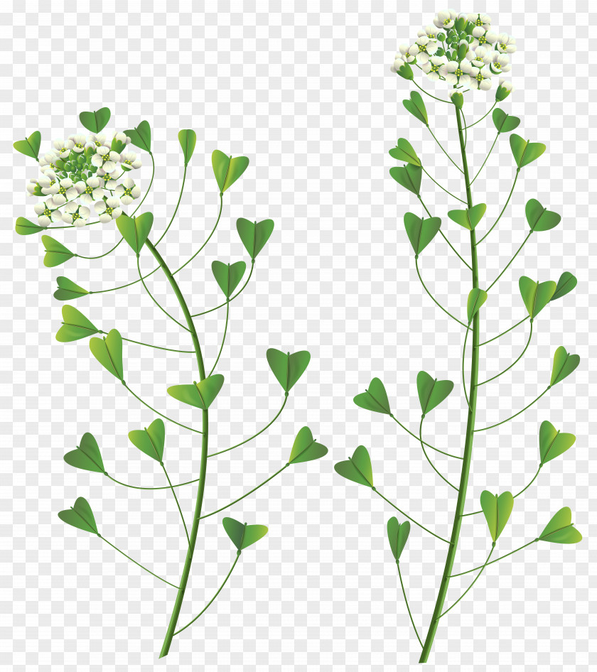 WİLD Wildflower Stock Photography Clip Art PNG