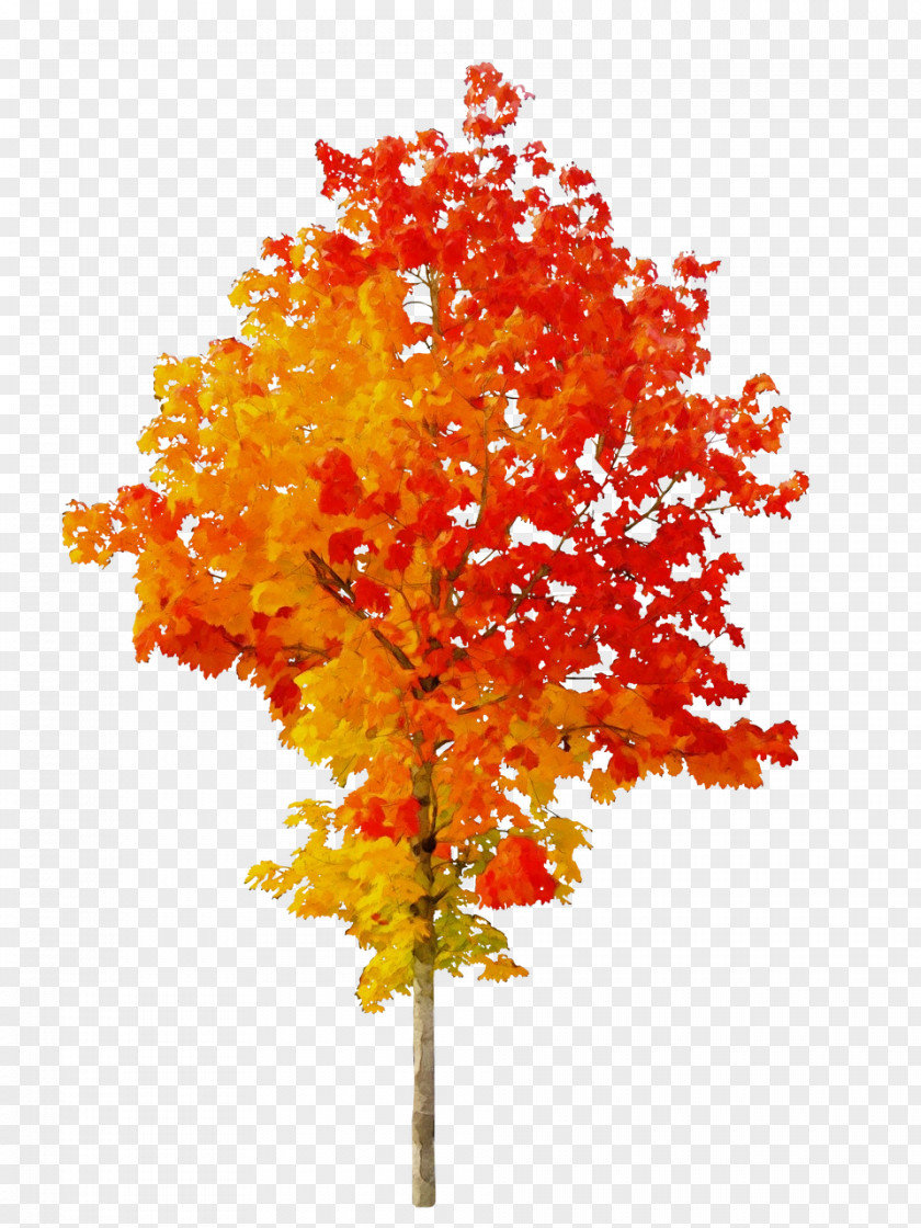 Autumn Fall Tree Openclipart Transparency PNG